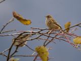 Wiesenpieper (4)